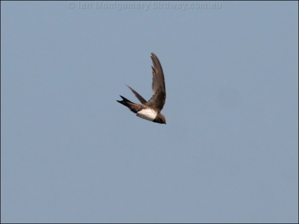 Alpine Swift alpine_swift_54300.jpg