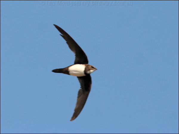 Alpine Swift alpine_swift_54301.jpg
