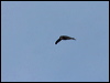 black_nest_swiftlet_49174