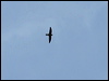 black_nest_swiftlet_49368