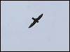 black_nest_swiftlet_49771