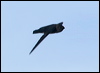 black_nest_swiftlet_50019