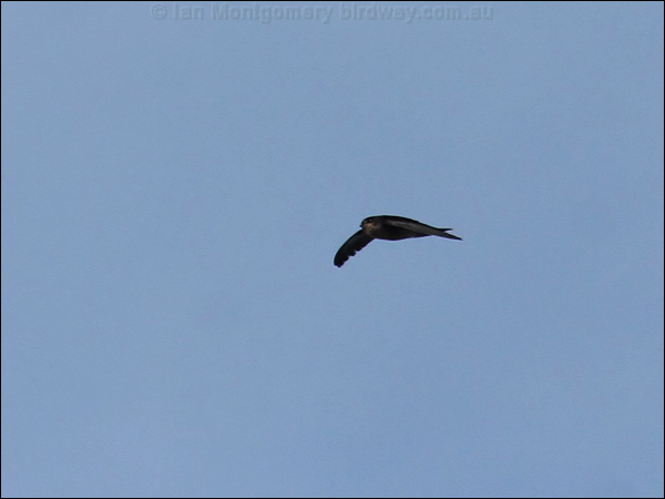 Black-nest Swiftlet black_nest_swiftlet_49174.jpg