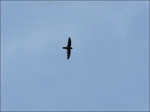 Black-nest Swiftlet black_nest_swiftlet_49368.jpg