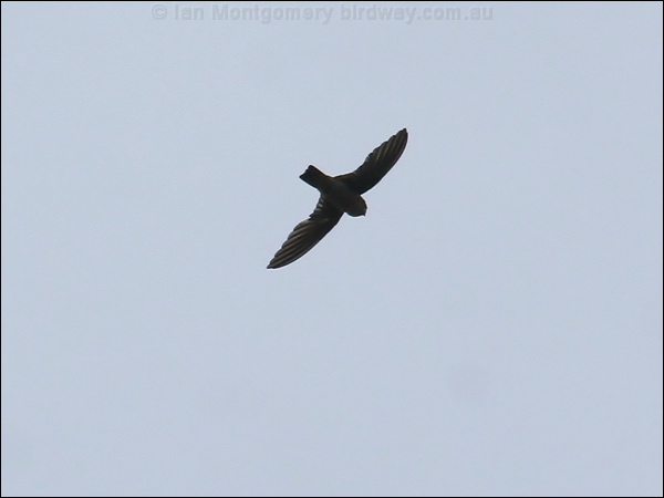 Black-nest Swiftlet black_nest_swiftlet_49771.jpg