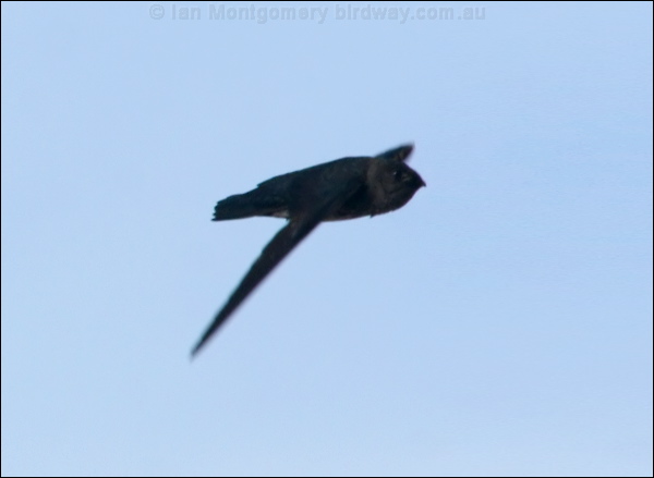 Black-nest Swiftlet black_nest_swiftlet_50019.psd