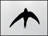 common_swift_144630