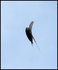 common_swift_52030