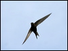 common_swift_52033