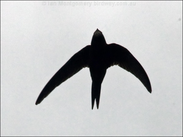 Common Swift common_swift_144630.psd