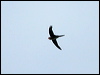 neotrop_palm_swift_24277