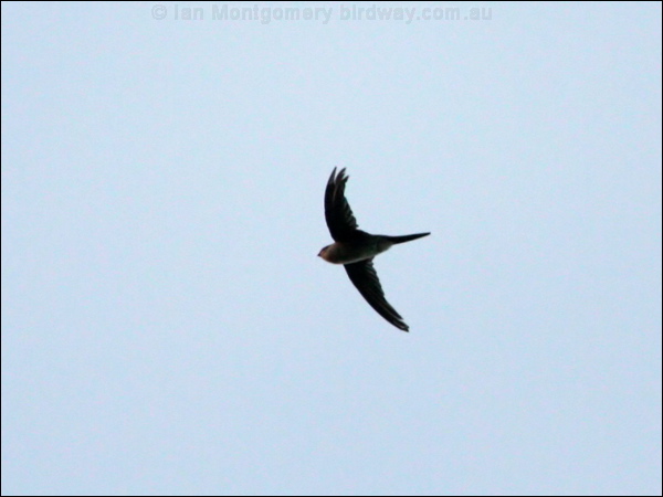 Neotropical Palm Swift neotrop_palm_swift_24277.psd