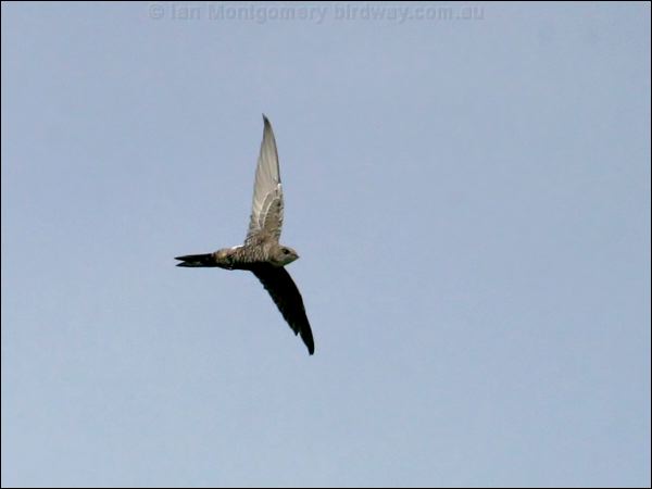 Pacific (Fork-tailed) Swift fork_tailed_swift_13171.psd