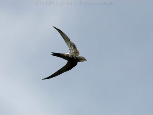 Pacific (Fork-tailed) Swift fork_tailed_swift_13202.psd