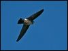 glossy_swiftlet_165426