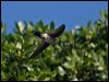 glossy_swiftlet_165428
