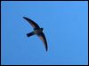 glossy_swiftlet_166619