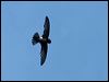 house_swift_56412