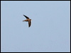 pallid_swift_54297