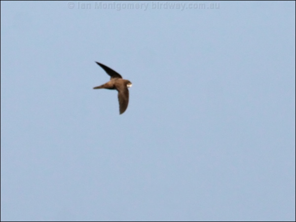 Pallid Swift pallid_swift_54297.psd