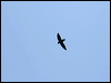 short_tailed_swift_23679