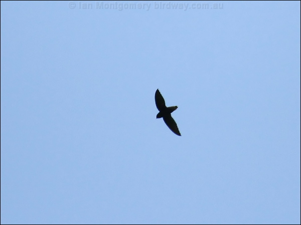 Short-tailed Swift short_tailed_swift_23679.jpg