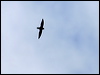 Click here to enter gallery and see photos of Silver-rumped Spinetail