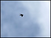 silverrump_spinetail_51061