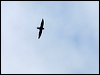 silverrump_spinetail_51063