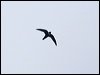 white_collared_swift_25588