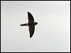 australian_swiftlet_105465