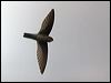australian_swiftlet_105480