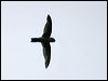 australian_swiftlet_12258