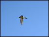 australian_swiftlet_17999