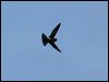 australian_swiftlet_81341