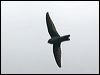 australian_swiftlet_99709
