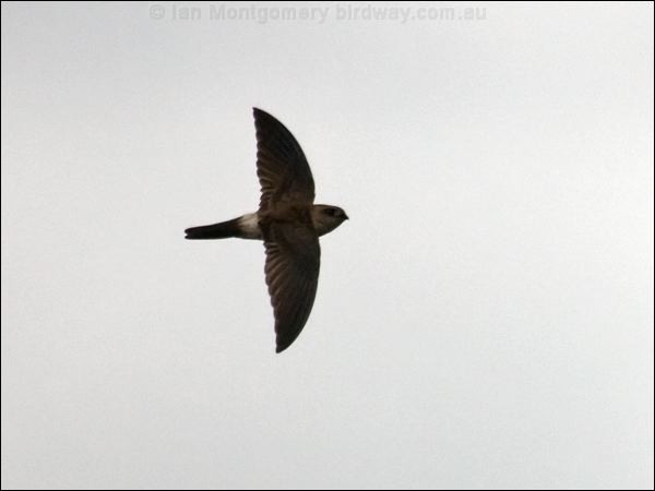 Australian Swiftlet australian_swiftlet_105465.psd