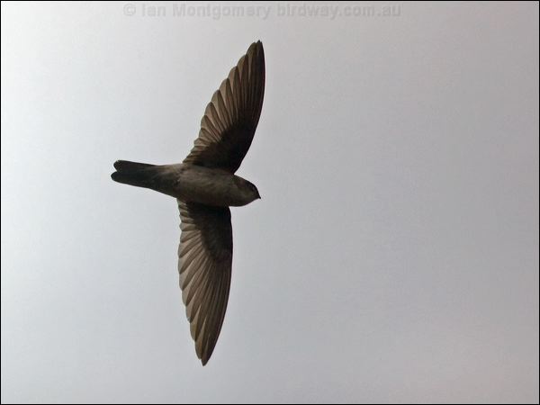 Australian Swiftlet australian_swiftlet_105480.psd