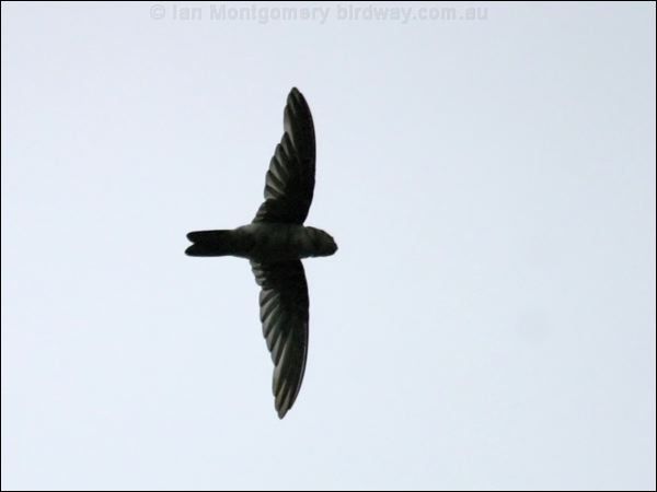 Australian Swiftlet australian_swiftlet_12258.psd