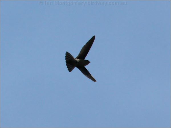 Australian Swiftlet australian_swiftlet_81341.psd