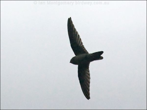 Australian Swiftlet australian_swiftlet_99709.psd