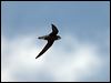 whthroat_needletail_94449