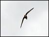 whthroat_needletail_94452