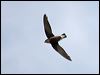whthroat_needletail_94465
