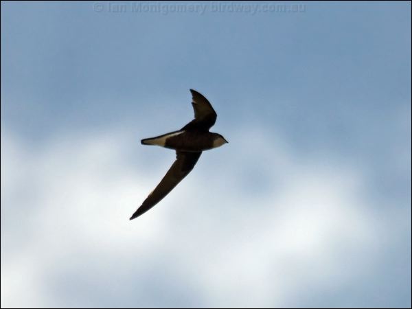 White-throated Needletail whthroat_needletail_94449.psd