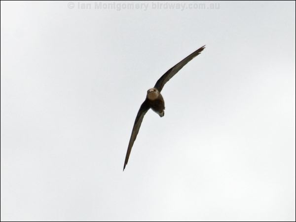 White-throated Needletail whthroat_needletail_94452.psd