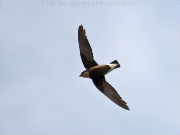 White-throated Needletail whthroat_needletail_94465.psd
