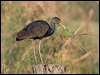 Click here to enter gallery and see photos of: Limpkin