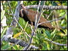 limpkin_27068