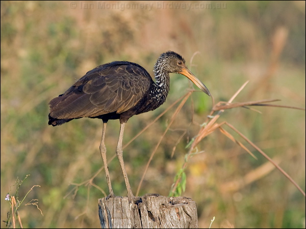 Limpkin limpkin_202045.psd
